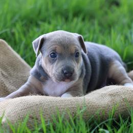 Moon - Tri-color female Jack Russell Terrier puppy in West Bend, Iowa from Blue Skies Terriers