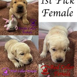 First Pick Yellow Female - Yellow female Labrador Retriever puppy in Greater Houston Area, Texas from Coram Deo Retrievers