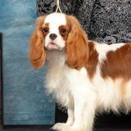 Salty - Cavalier King Charles Spaniel