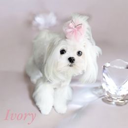 Ivory - Maltese