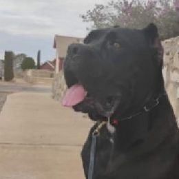 Cane Corso from Icon Cane Corso