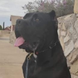Cane Corso from Icon Cane Corso