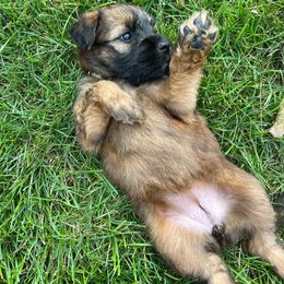 Soft Coated Wheaten Terrier Puppies from Wagging Wheatens