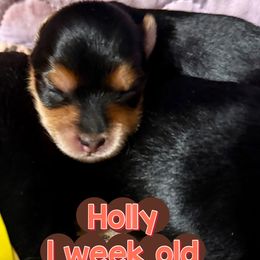 Holly - Black and tan female Yorkshire Terrier puppy in Tangipahoa County, Louisiana from Riche’ Louisiana Yorkies