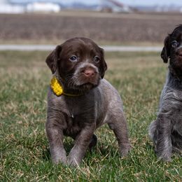 Wirehaired Pointing Griffon Puppies from Black Watch Griffons