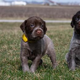 Wirehaired Pointing Griffon Puppies from Black Watch Griffons