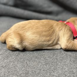 Red collar - Light golden female Golden Retriever puppy in Chesapeake, Virginia from AmberLight Goldens