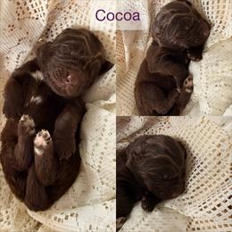 Cocoa - Brown female Newfoundland puppy in Goodhue, Minnesota from Claypits Newfoundlands