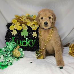 Max - Apricot female Goldendoodle puppy in Georgetown, Tennessee from Georgetown Designer & Purebred Puppies