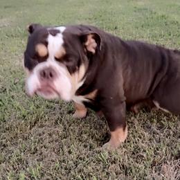 Penny - Bulldog