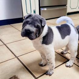 Chinese Shar-Pei Puppies from DCSHARPEI