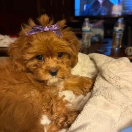 Cavapoo, Cockapoo, Cocker Spaniel, Goldendoodle, and Golden Retriever Puppies from Hunting Creek Farm & Kennel