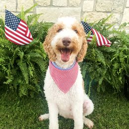 Maple  - Goldendoodle