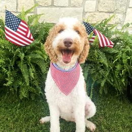 Maple  - Goldendoodle