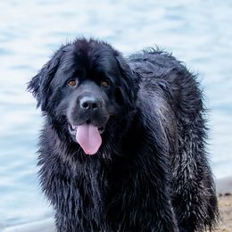 Newfoundlands from Tammy's Newfoundlands