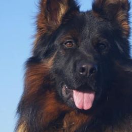 German Shepherds from Vom Snodgrass