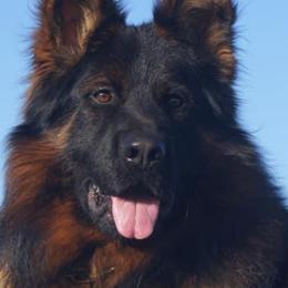 German Shepherds from Vom Snodgrass