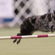 Border Collies and Mudis from Starcrest