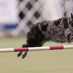 Border Collies and Mudis from Starcrest