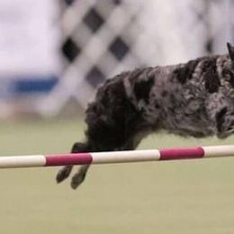Border Collies and Mudis from Starcrest