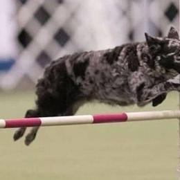 Border Collies and Mudis from Starcrest