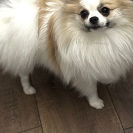 Nellie - Pomeranian