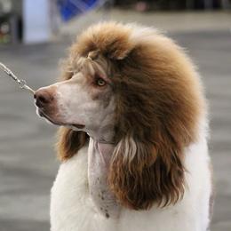 Strider - Poodle
