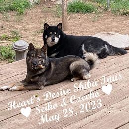 Shiba Inu puppies from Heart’s Desire Shiba Inus