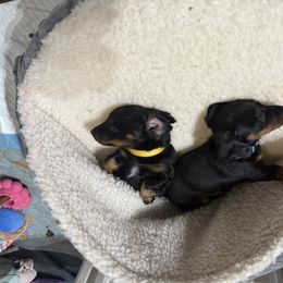 Dachshund Puppies from Courtney Robinson