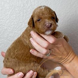 Sweet Pea - Apricot female Goldendoodle puppy in Murrieta, California from Apricot Poodles & Goldendoodles, LLC
