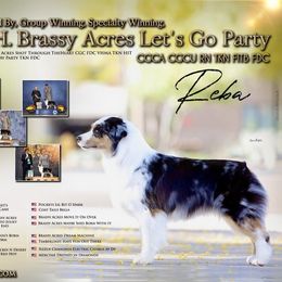 Reba - Miniature American Shepherd