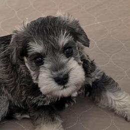 Elfie - Salt and pepper male Miniature Schnauzer puppy in Ferndale, Washington from Blackhorse Schnauzers Washington state