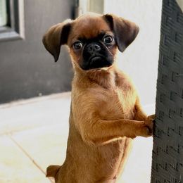 5C Blue - Red male Brussels Griffon puppy in Land O' Lakes, Florida from 5C Brussels Griffons