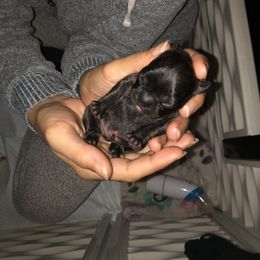 French Bulldog Puppies from 360° Frenchies