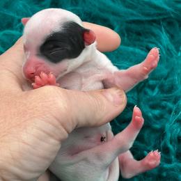 Patch - Black and tan male Chihuahua puppy in Franklin, North Carolina from A&J Cutie Pawtooties