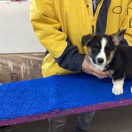Boy 1 - Black and white Cardigan Welsh Corgi puppy in Green Bay, Wisconsin from Aramora Cardigan Welsh Corgis