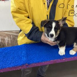 Boy 1 - Black and white Cardigan Welsh Corgi puppy in Green Bay, Wisconsin from Aramora Cardigan Welsh Corgis