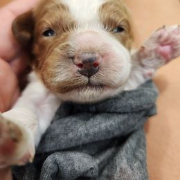 Joe - Blenheim male Cavapoo puppy in Roseville, California from Heavenly Goldendoodles