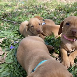 Girl 1 - Golden rust Vizsla puppy in Riverview, Indiana from Kismet Vizslas