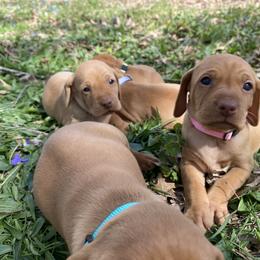 Girl 1 - Golden rust Vizsla puppy in Riverview, Indiana from Kismet Vizslas