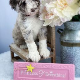 Aussiedoodle and Australian Shepherd Puppies from Dunroamin Farms Australian Shepherds and Aussiedoodles