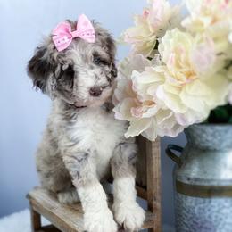 Aussiedoodle and Australian Shepherd Puppies from Dunroamin Farms Australian Shepherds and Aussiedoodles