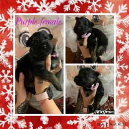 Border Collie and German Shepherd Puppies from Megan's Kennel and Boarding/ Vom Haus Trahan