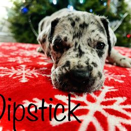 Dipstick - Great Dane puppy in Richmond, Texas from Ashli’s Great Danes