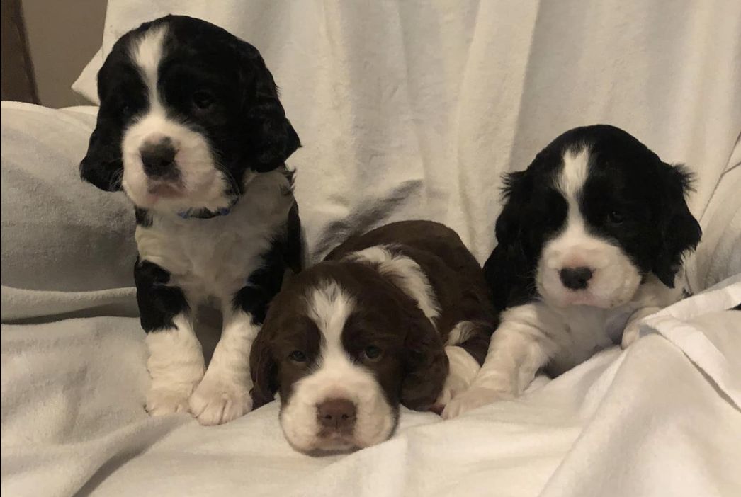 Double l hot sale spaniels