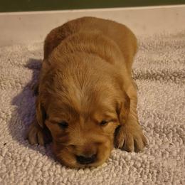 Vixen (1st pick female) - Golden female Golden Retriever puppy in Tenino, Washington from Oak River Goldens'