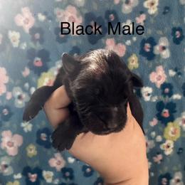 Boy 2 - Black male German Shepherd puppy in Marianna, Florida from Haus M Godwin