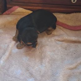Geno - Black and tan male Yorkshire Terrier puppy in Jacksonville, Arkansas from Royal Yorkie Terrier