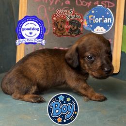 Florian - Brindle male Dachshund puppy in Livingston, Kentucky from Illyria Dox & GSD