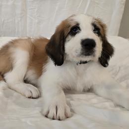 Boy 7 - Brown and white male Saint Berdoodle puppy in Menifee, California from Royal Saint Bernards
